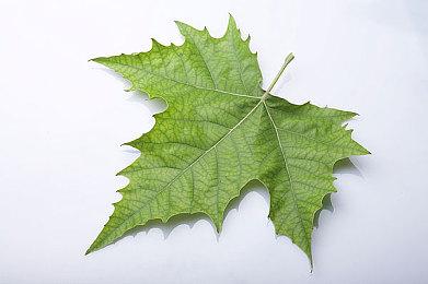 《黎明行者之血》21分钟玩法概述 展示游戏特色机制